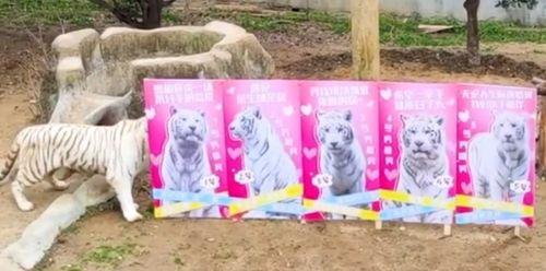 国产白虎在线资源免费,免费资源下的热血传奇