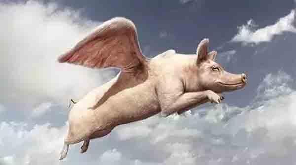 猪俯冲的视频在线观看国产,感受速度与激情的瞬间