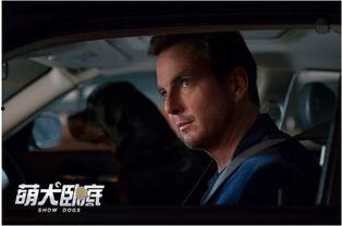 全家欢电影国产在线观看,国产在线观影盛宴