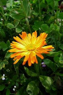 国产草草在线观看免费,免费畅享国产影视盛宴