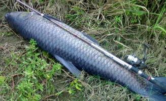 青鱼视频吧国产在线